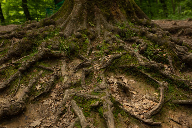 istock Wide tree roots on the soil at the forest 1323676816