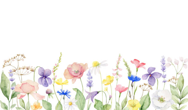 白い背景に隔離された野生の花や葉との水彩ベクトルバナー。ポスター、ウォールアートの装飾、グリーティングカード、結婚式の招待状などのための手描きのイラスト。 - 野生の花点のイラスト素材／クリップアート素材／マンガ素材／アイコン素材