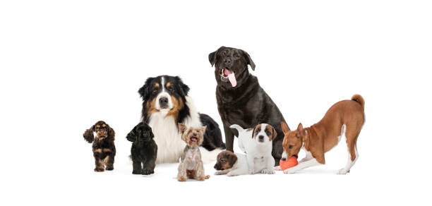 istock Group of different purebred dogs sitting isolated over white studio background. Collage 1323680106