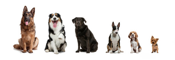 de grande a pequeño. collage de diferentes perros de raza pura sentados aislados sobre fondo blanco de estudio. collage - large mammal fotografías e imágenes de stock