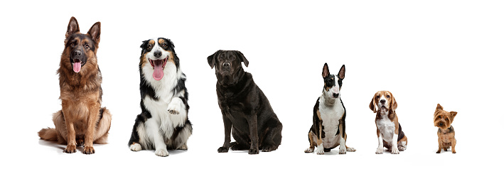 From big to small. Collage of 4 different purebred dogs looking at camera isolated over white studio background. Composite image. Concept of care, friendship, domestic animals. Copy space for ad.