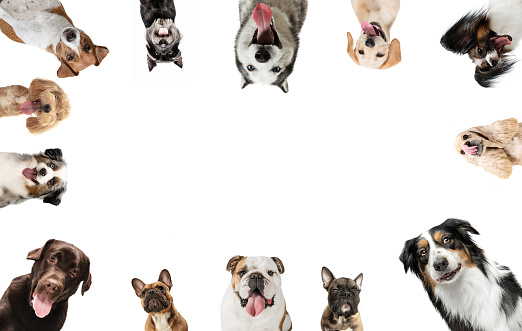 Bottom view of group of different purebred dogs looking at camera isolated over white background. Collage. Concept of care, friendship, domestic animals, love. action, movement.
