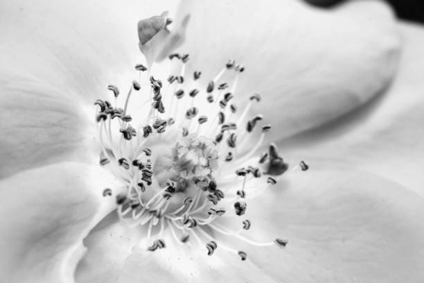 istock Black and white pollens of a flower 1323680132