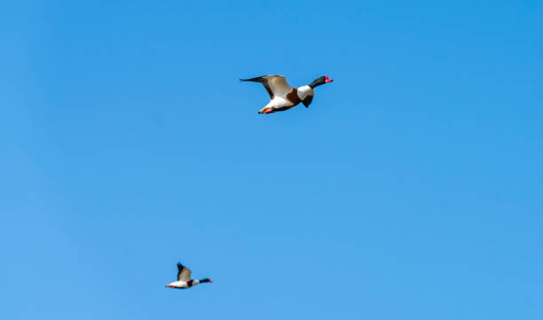 Shell Duck Flying 230+ Flying Common Shelduck Stock Photos, Pictures & Royalty-Free ...