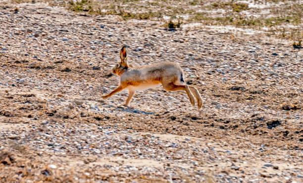 istock Hare on the beach at Snettisham 1323683347