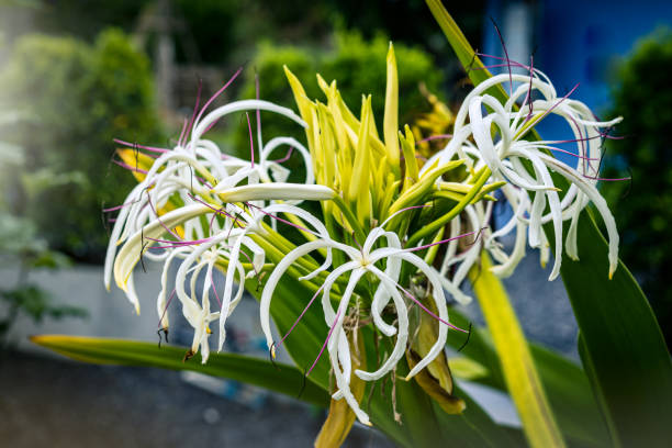 Crinum asiaticum flower Crinum asiaticum, commonly known as poison bulb, giant crinum lily, grand crinum lily, spider lily,[2] is a plant species widely planted in many warmer regions as an ornamental plant. It is a bulb-forming perennial producing an umbel of large, showy flowers that are prized by gardeners. All parts of the plant are, however, poisonous if ingested. Some reports indicate exposure to the sap may cause skin irritation spider lily stock pictures, royalty-free photos & images