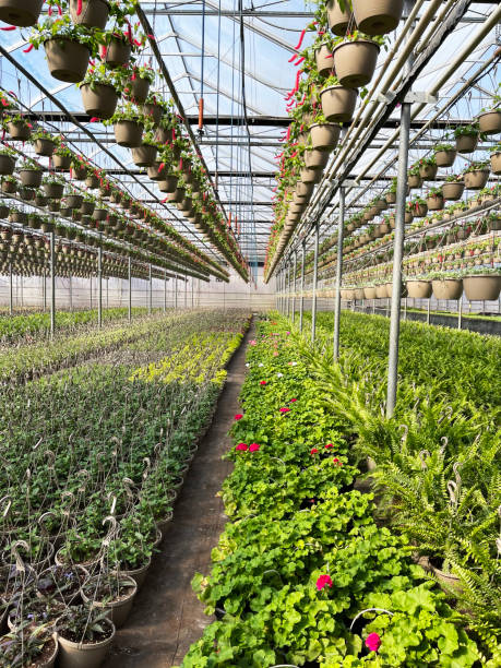 istock Inside Greenhouse, Ontario, Canada 1323687203