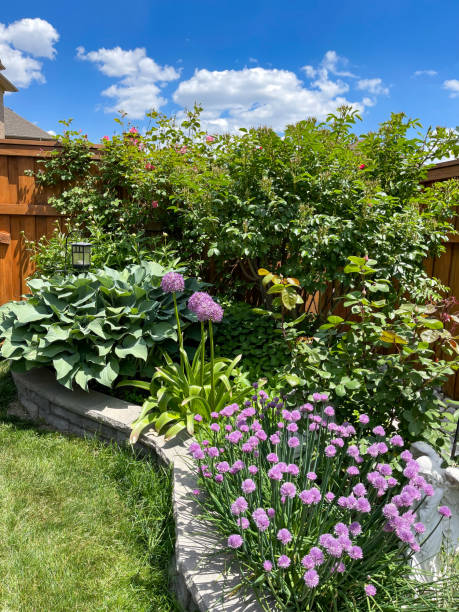 istock Chive and rose blossoms at Courtyard 1323687222