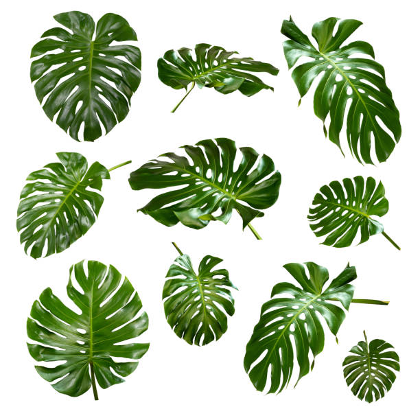 istock More beautiful exotic tropical leaves, isolated leaf background,monstera leaf 1323687398
