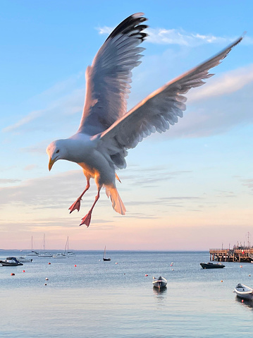 istock Image of European herring gull (Larus argentatus) flying in blue sky over harbour sea with anchored boats and yachts, Swanage, Dorset, England, UK 1323688614