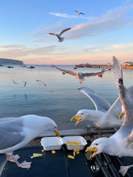 istock Image of Herring Gulls (Larus argentatus) perched on seaside black, hard plastic dumpster refuse bin, scavenging fish and chips from disposable, takeaway box, boats  floating on sea background 1323688632