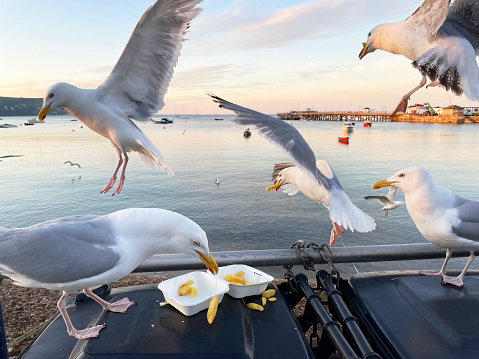Stock photo showing a disposable, takeaway box containing the remains of a fish and chip supper being scavenged by Herring Gulls (Larus argentatus) perching on a black, hard plastic dumpster refuse bin.