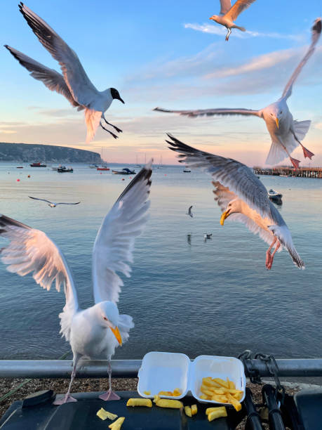 istock Image of Herring Gulls (Larus argentatus) perched on seaside black, hard plastic dumpster refuse bin, scavenging fish and chips from disposable, takeaway box, black-headed gull (Chroicocephalus ridibundus) hovering preparing to land 1323688656