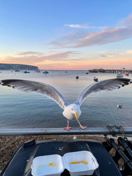 istock Image of Herring Gull (Larus argentatus) perched on railing beside seaside black, hard plastic dumpster refuse bin, scavenging fish and chips from disposable, takeaway box, boats floating on sea background 1323688657