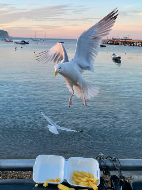 istock Image of Herring Gull (Larus argentatus) hovering with spread wings prepping to perched on seaside black, hard plastic dumpster refuse bin, scavenging fish and chips from disposable, takeaway box, boats floating on sea background 1323688664