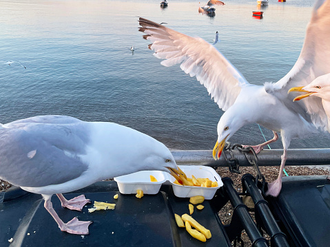 Close-up image of Herring Gulls (Larus argentatus) perched on seaside black, hard plastic dumpster refuse bin, scavenging fish and chips from disposable, takeaway box, boats  floating on sea background
