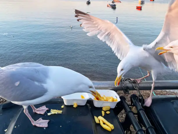 Stock photo showing a disposable, takeaway box containing the remains of a fish and chip supper being scavenged by Herring Gulls (Larus argentatus) perching on a black, hard plastic dumpster refuse bin and metal railing.