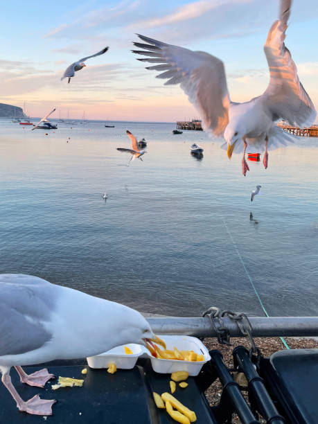 istock Image of Herring Gull (Larus argentatus) perched on seaside black, hard plastic dumpster refuse bin, scavenging fish and chips from disposable, takeaway box, gull hovering preparing to land 1323688689