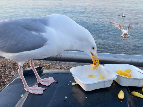 istock Close-up image of Herring Gull (Larus argentatus) perched on seaside black, hard plastic dumpster refuse bin, scavenging fish and chips from disposable, takeaway box, gull floating on sea background 1323688696