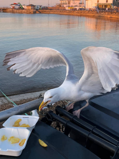 istock Close-up image of Herring Gull (Larus argentatus) perched on seaside black, hard plastic dumpster refuse bin, scavenging fish and chips from disposable, takeaway box, sea harbour and promenade background 1323688697