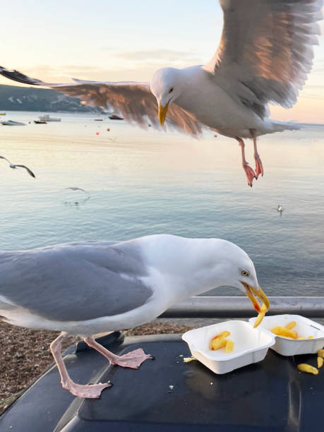 istock Image of Herring Gull (Larus argentatus) perched on seaside black, hard plastic dumpster refuse bin, scavenging fish and chips from disposable, takeaway box, gull hovering preparing to land 1323688699