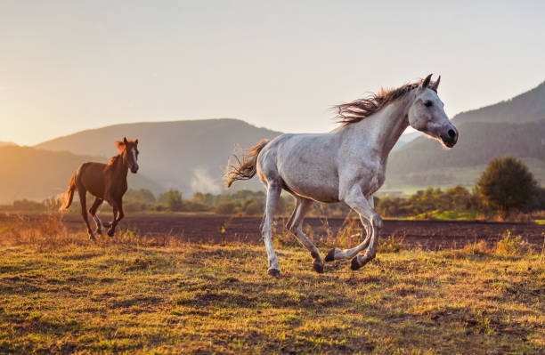 芝生のフィールドで走っている白いアラビアの馬は、後ろに別の茶色の馬、午後の太陽が背景に輝く - horse arabian horse arabia white ストックフォトと画像