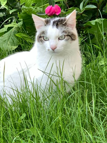 istock White-grey cat with light-green eyes infront of peonies 1323689085