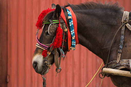 Gypsy horse with traditional decorations