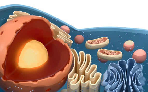 istock Internal structure of an animal cell, 3d rendering. 1323690520