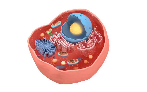 istock Internal structure of an animal cell, 3d rendering. 1323690522