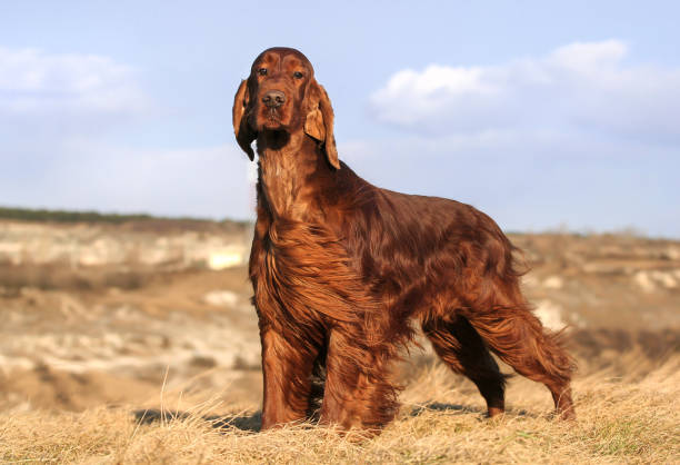 Beautiful obedient dog waiting in the grass, pet training Beautiful obedient dog waiting in the grass with blue sky background. Pet training. irish setter stock pictures, royalty-free photos & images