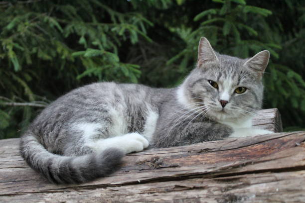 istock grey purebred British cat on a log in the forest close-up 1323692187