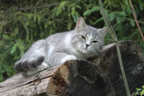istock grey purebred British cat on a log in the forest close-up 1323692192