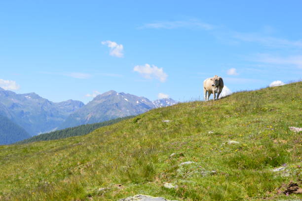 Cows on the pasture in South Tyrol