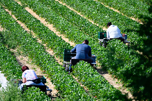 Korschenbroich, June 15, 2021 - Unidentified seasonal workers harvesting strawberries in the Lower Rhine region, Germany