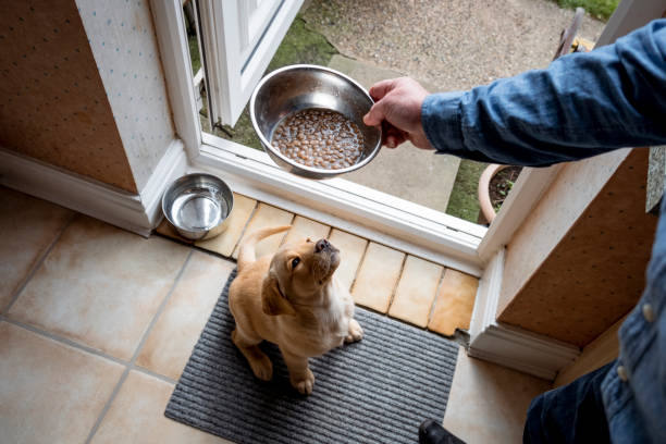 istock Cute Puppy Waiting for her Dinner 1323696277