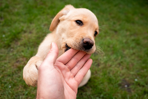 A shot from an unrecognisable mans point of view, of a female Golden Labrador Retriever puppy sitting, looking at the camera while she bites his hand in a garden.