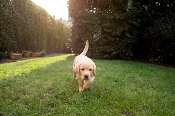 Cute Puppy Exploring in the Garden