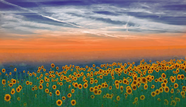 Nature,Sunflowers,Sunset,Sky,Clouds campo de girasoles al atardecer. paisaje de una granja de girasoles. paisaje agrícola. paisaje de campo de girasoles. orange nature background.field de girasoles florecientes en una puesta de sol de fondo. concepto de la argicultura de la tarjeta de felic