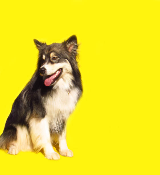istock Beautiful dog on yellow background 1323697345