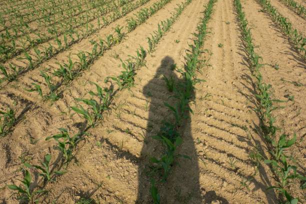 istock field of young corn or maize 1323697649