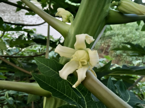 Papaya, (Carica papaya) beautiful white flowers papaya, (Carica papaya), also called papaw or pawpaw, succulent fruit of a large plant of the family Caricaceae. Beautiful white flowers at gerden Pabna, Bangladesh. autotroph stock pictures, royalty-free photos & images