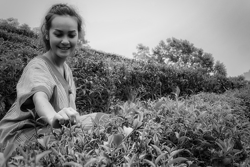 Black and white film style ;  Young women wearing native suit and choosing tea leaf from the tea farm , inspiration , freedom and recreation concept