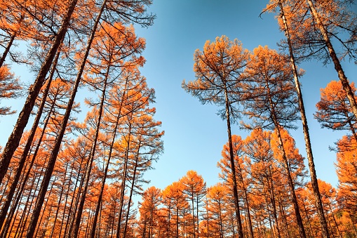 looking up at trees and clear blue sky