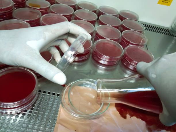 istock Microbiologist holding a  conical flask with fresh sheep blood and agar medium to making blood agar medium at microbiology laboratory. 1323701402