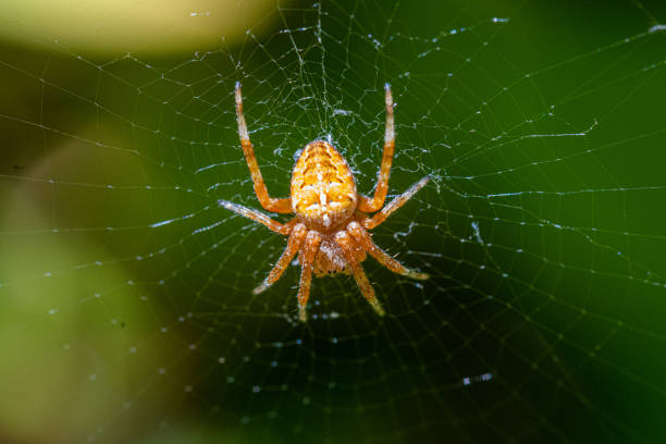 istock Garden spider in the middle of the web 1323701585