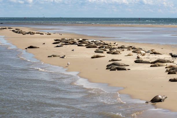 Multiple seals relaxing on sandbar Engelschhoek between the islands of Vlieland and Terschelling in Holland