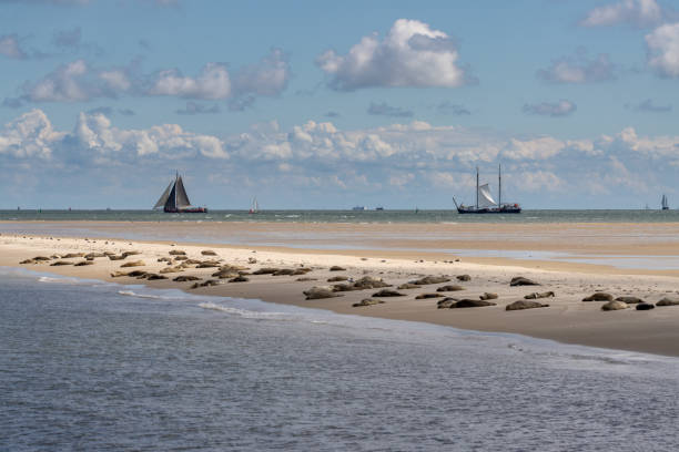 sellos en el banco de arena engelschhoek entre vlieland y terschelling holanda - foca fotografías e imágenes de stock