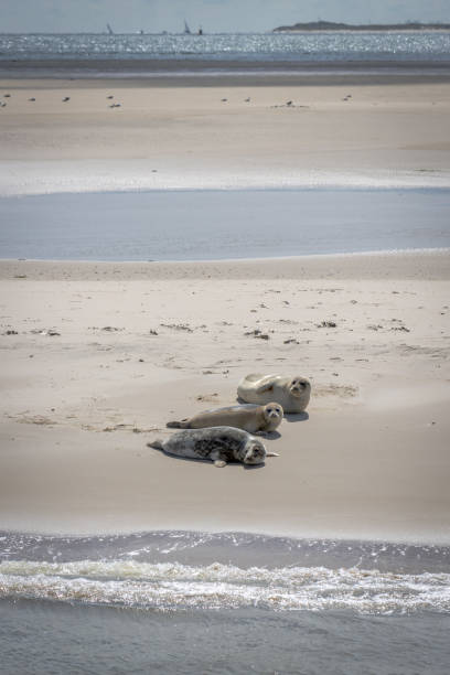 Multiple seals relaxing on sandbar Engelschhoek between the islands of Vlieland and Terschelling in Holland