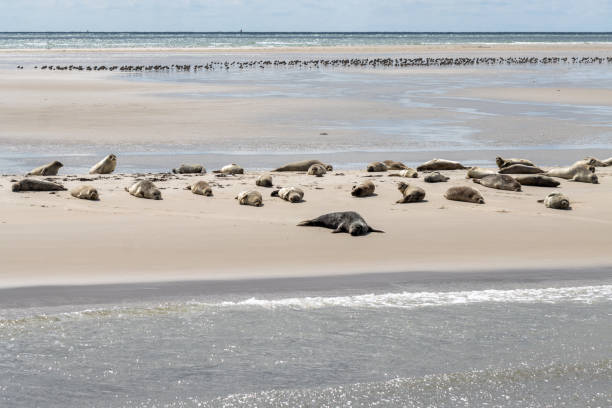 Cape Cross Seal Reserve